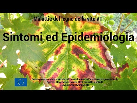 Dolore alla schiena durante la gravidanza di piccole termine Osteocondrosi toracica dopo frattura da compressione della colonna vertebrale