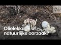 Hoe dan? Russische surfers ontdekken massale zeedierensterfte