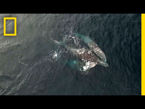 How Do Whales Have Sex — And How Much of It Involves Threesomes?