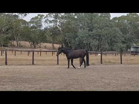 Renegade Z Stallion (Ramiro Z x Quidam de Revel x Cor de la Bryere)
