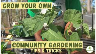 Will Cowpeas Grow in My GreenStalk Tower?