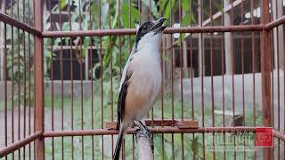 Download lagu CENDET STRESS MALAS MACET BUNYI PUN AKAN NYAUT APALAGI MASTERAN CENDET PASTI BAKAL NARUNG DIJAMIN mp3