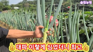 대파 기가맥히네  A급으로 키운 비결~~