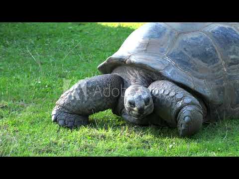 Santa Cruz Galapagos giant tortoise (Chelonoidis nigra).😍🥰