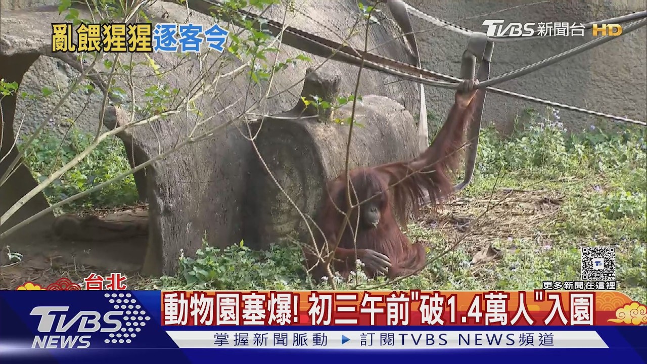 影音/春節動物園擠爆上萬人!男子「無視規定餵猩猩」遭勸阻仍不停手