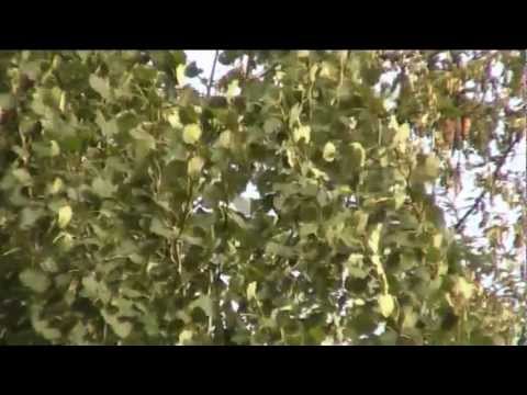 Pikku taide päjäys