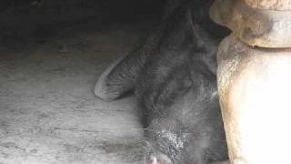 preview picture of video 'Snoring Pig, Philippines'