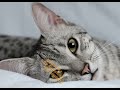 Cat Breeds From Different Countries