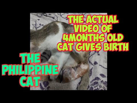 4 MONTHS OLD CAT GIVES BIRTH OF 3