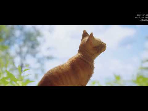 Stray - Ending (PC - 1440p60 - No commentary - w/ Full Playthrough)