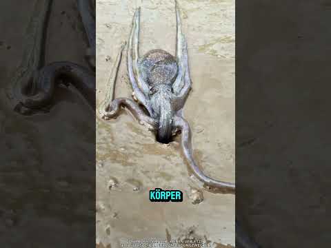 Der Oktopus ist sehr intelligent