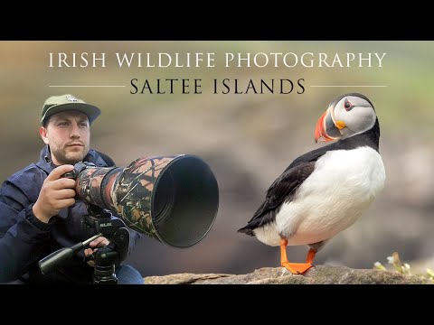 Saltee Islands 2022. Irish Wildlife Photography. Puffins