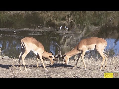 Male Impala Fighting To Impress The Females