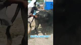Download lagu Buffalo meeting video เฅคbuffalo meeting #shorts #buffalo #animals #bull mp3 Download lagu Buffalo meeting video เฅคbuffalo meeting #shorts #buffalo #animals #bull mp3