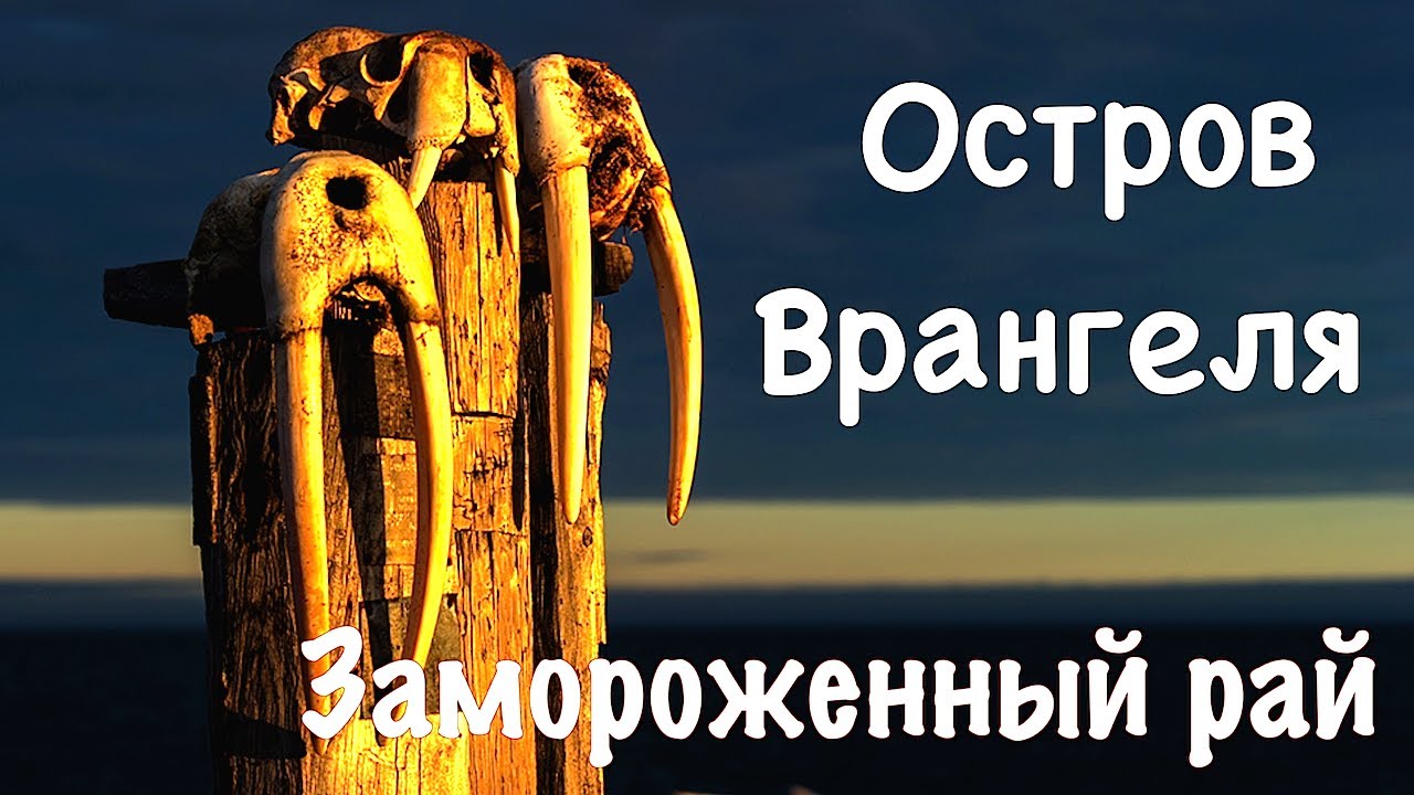 Остров Врангеля. Замороженный рай - The Wrangel Island. Frozen Paradise.