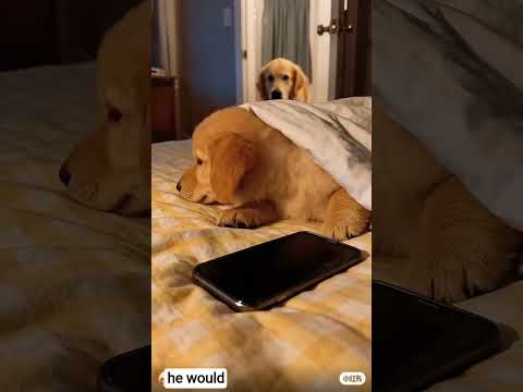 Awesome retriever #viral #hiphop #15lakh #music #animalshorts