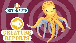 Octonauts: Creature Report - Octopus