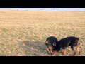 Digit And Barney Wrestling Mp4