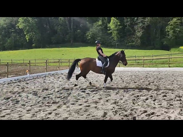 JOYA - Jument PRE 7 ans