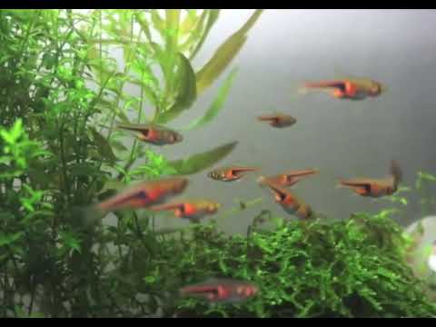 расбора эспеи (trigonostigma espe)