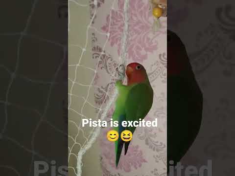 Pista funny moments/ Peach faced lovebird daily activity #shorts #amusingbeauties #shortsvideo