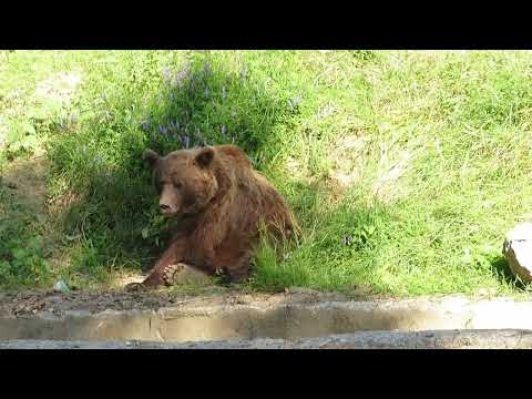 Am vrut sa pescuiesc la Vidraru pe lacul de acumulare dar mi-a trecut repede cand am vazut ursul