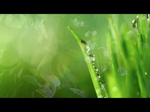 Jai-Jagdeesh - Sarovar [Official Lyric Video]