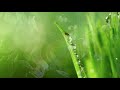 Jai-Jagdeesh - Sarovar [Official Lyric Video]