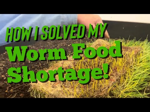 Growing Wheatgrass Pads for Worms