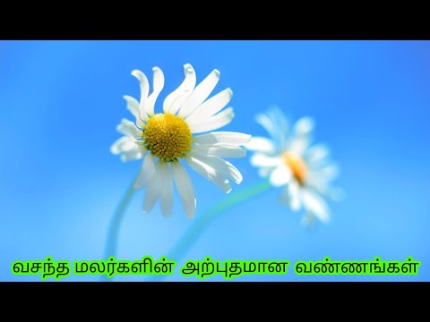 Amazing Colors of Spring Flowers and Fall Leaves