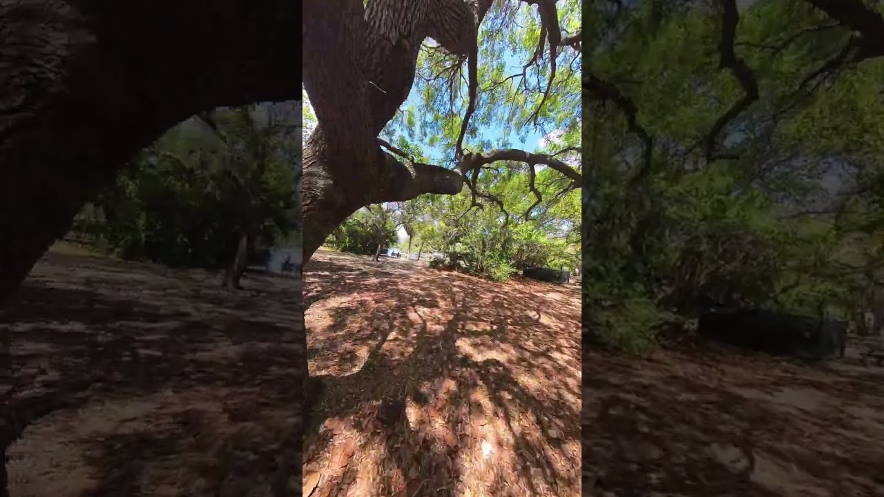 Hugh Taylor Birch State Park