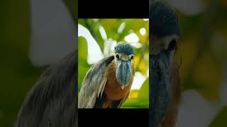 Amazing Wild Birds scene (2) #shortvideo #wildbirds #birds #bird #short #shorts