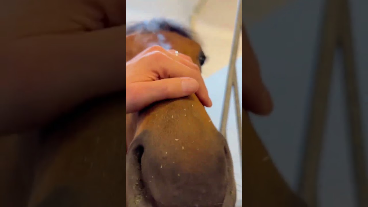 ドバイ滞在中のドラゴン