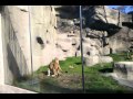 Lions Detroit Zoo