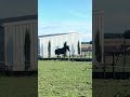 Jument de cso à vendre
