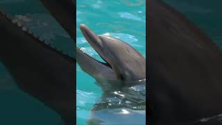 Would you swim with the dolphins? #travel #vacationdestinations #cruisetime #vacationideas