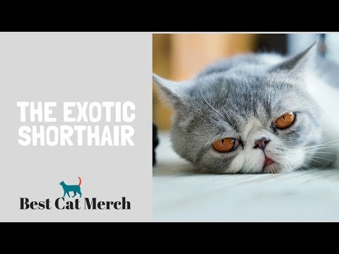 Exotic Shorthair Cats (Everything You Need to Know)