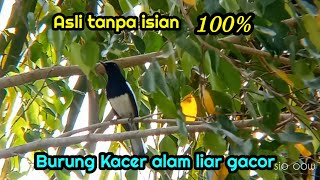 Download lagu Burung Kacer alam liar gacor cocok untuk pikat mp3 Download lagu Burung Kacer alam liar gacor cocok untuk pikat mp3