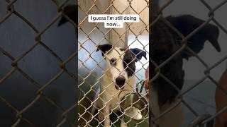 Video preview image #1 American Staffordshire Terrier-Border Collie Mix Puppy For Sale in Huntley, IL, USA