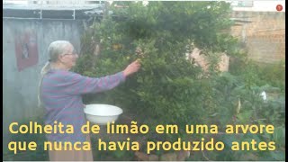 Colheita de limão em uma arvore que nunca havia produzido antes