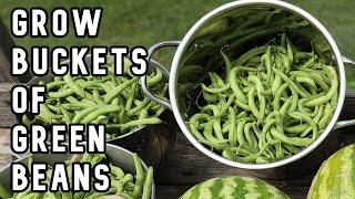 Foolproof Way to Plant and Grow Green Beans from Seeds in the Garden