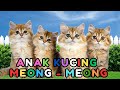 Kucing Lucu ANAK KUCING MEONG MEONG Kucing Meong Meong Kucing Kawin KUCING PERSIA LUCU