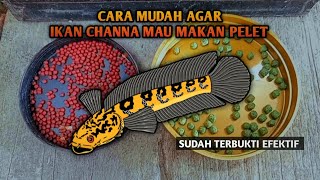 Download lagu Cara Mudah agar Ikan Channa Mau Makan Pelet mp3
