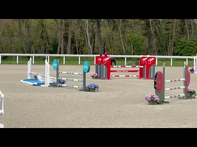 Gelding Origin Recorded For sale 2020 Liver chestnut