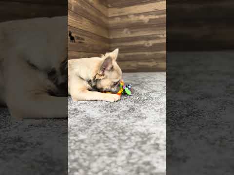 Video 6