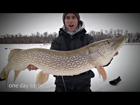 Trophy River Pike Caught Twice