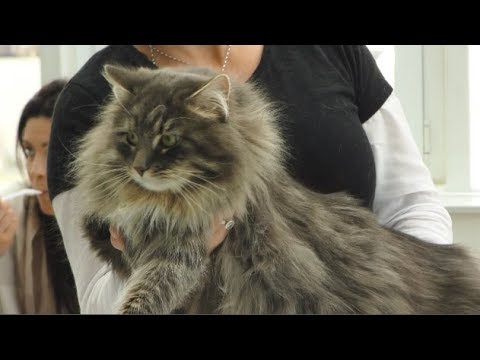 BLICK aktuell Premium: World of Cats in Ransbach-Baumbach