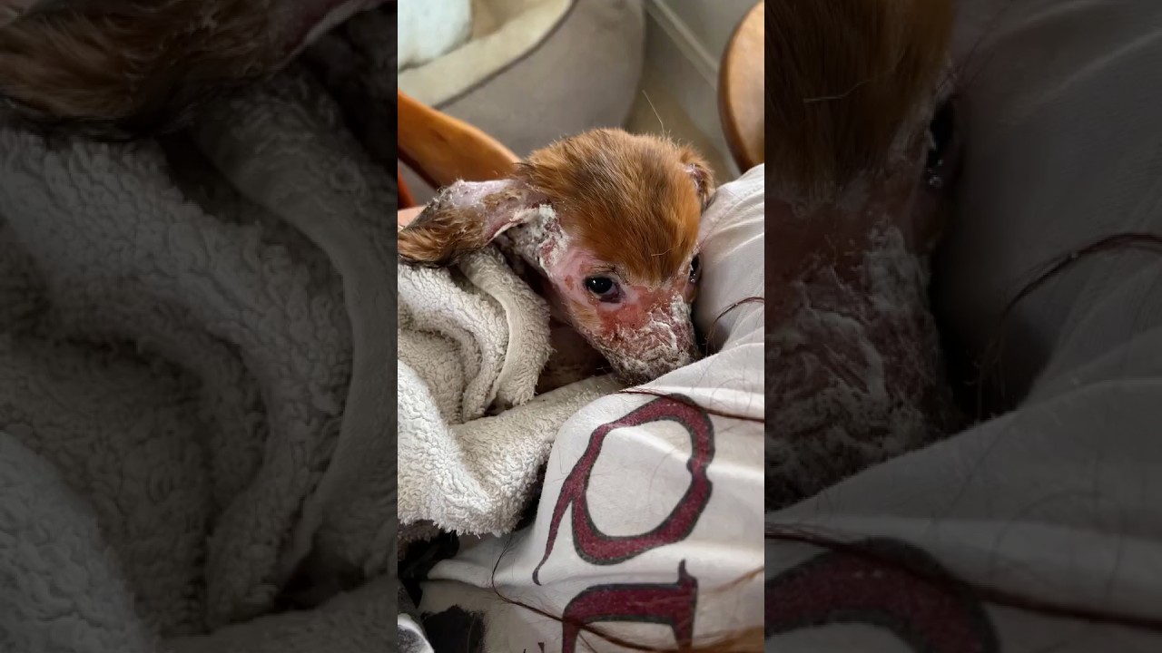 Abandoned and Breaking Down in Silence… His Pain Turned Into a Miracle of Love! #dogrescue