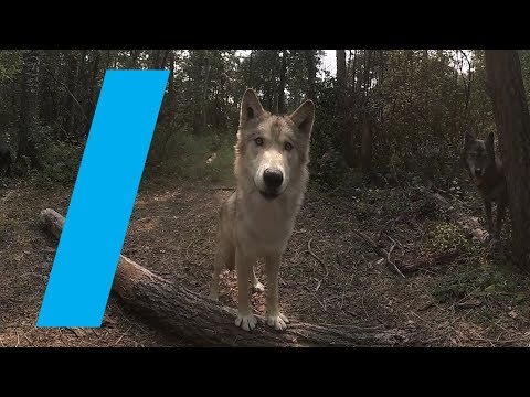 ワイルドウィズ：オオカミ（360動画 (Wild With: Wolves (360 Video))