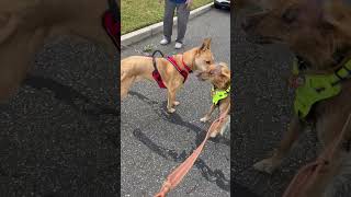 Video preview image #1 Chow Chow-German Shepherd Dog Mix Puppy For Sale in Oakhurst, NJ, USA